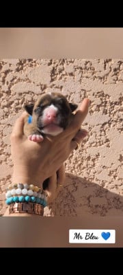 Les chiots de Bulldog continental