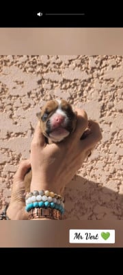 Les chiots de Bulldog continental