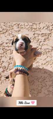Les chiots de Bulldog continental