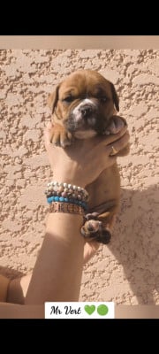 Les chiots de Bulldog continental
