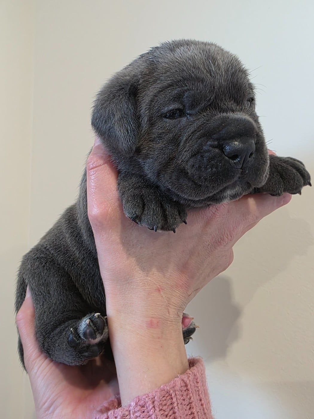 CHIOT - Cane Corso
