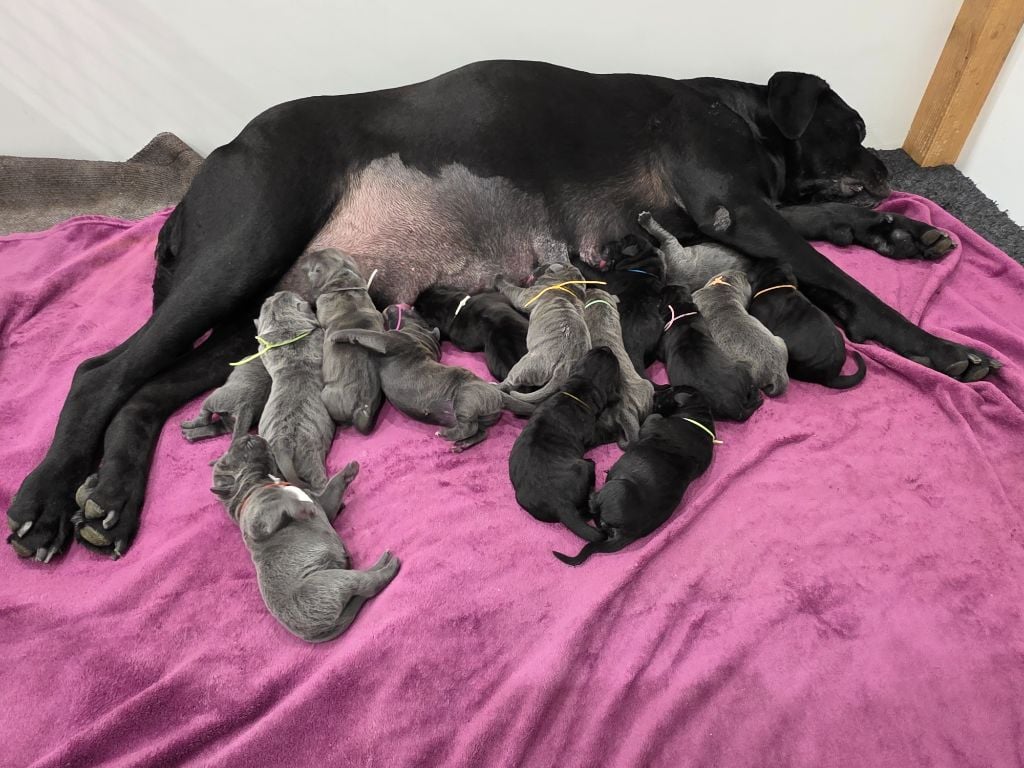 Cane Corso - Des Calanques De Piana
