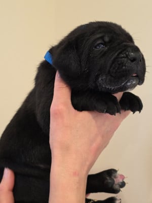 Les chiots de Cane Corso