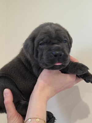 Les chiots de Cane Corso