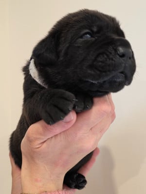 Les chiots de Cane Corso