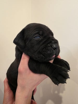 Les chiots de Cane Corso