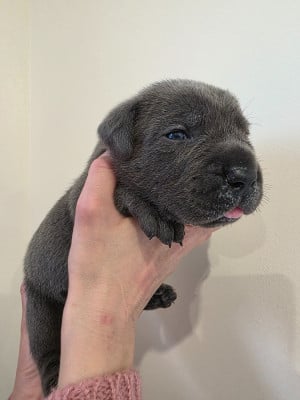 Les chiots de Cane Corso