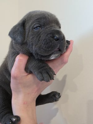 Les chiots de Cane Corso