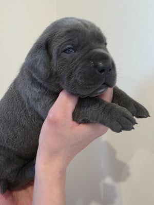 Les chiots de Cane Corso