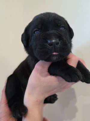 Les chiots de Cane Corso