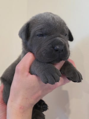 Les chiots de Cane Corso