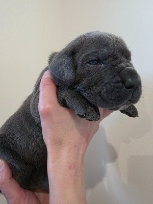 Les chiots de Cane Corso