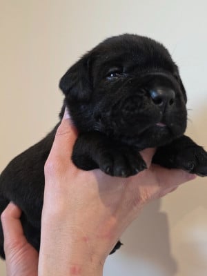 Les chiots de Cane Corso