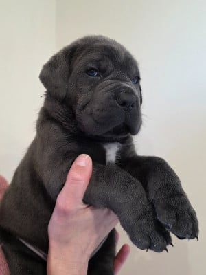Les chiots de Cane Corso