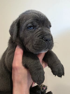 Les chiots de Cane Corso
