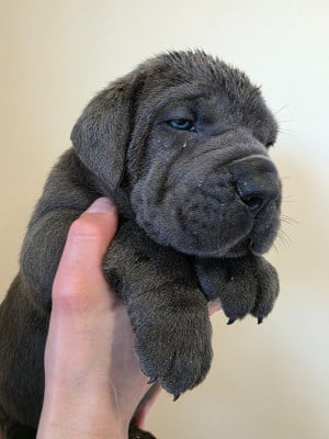 Les chiots de Cane Corso