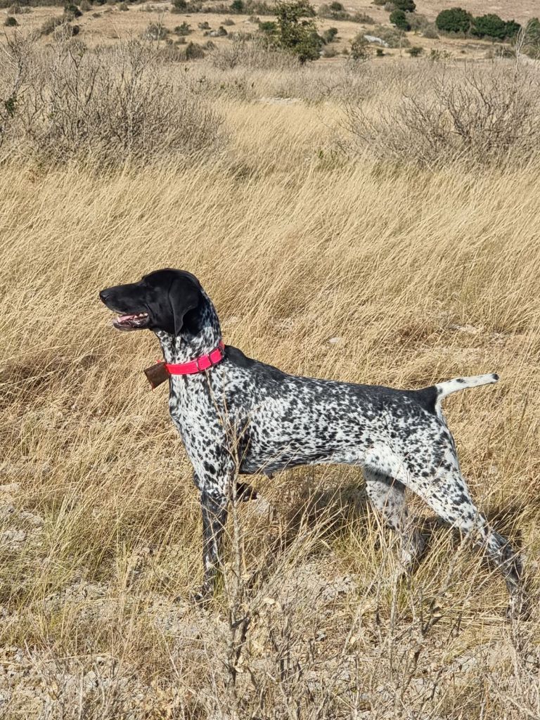 TR. Ohara des petites herbes