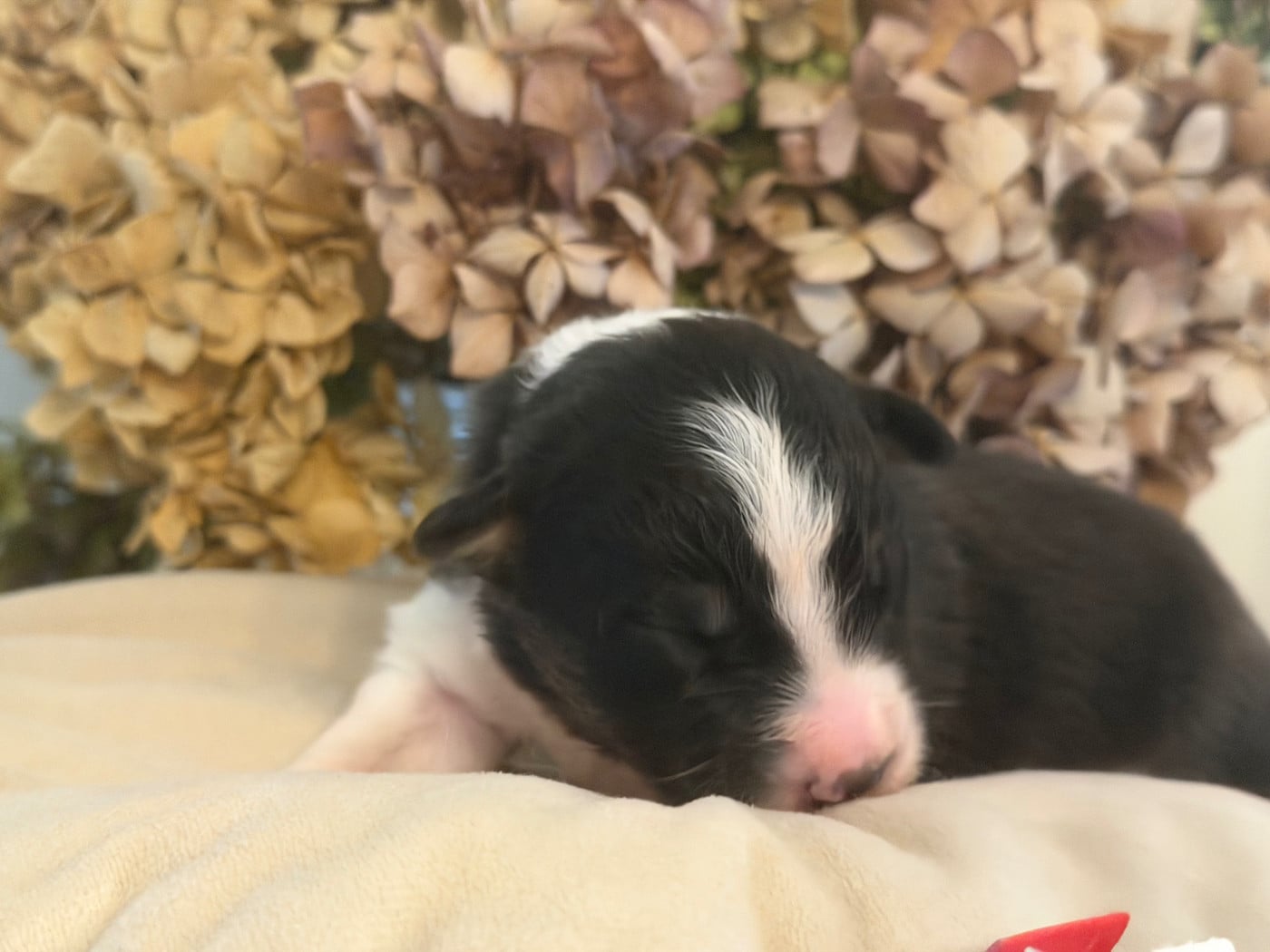 Chiot N°1