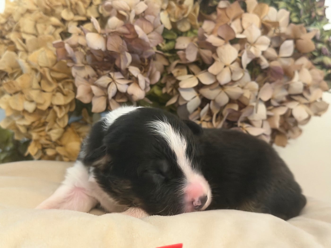 Chiot N°1