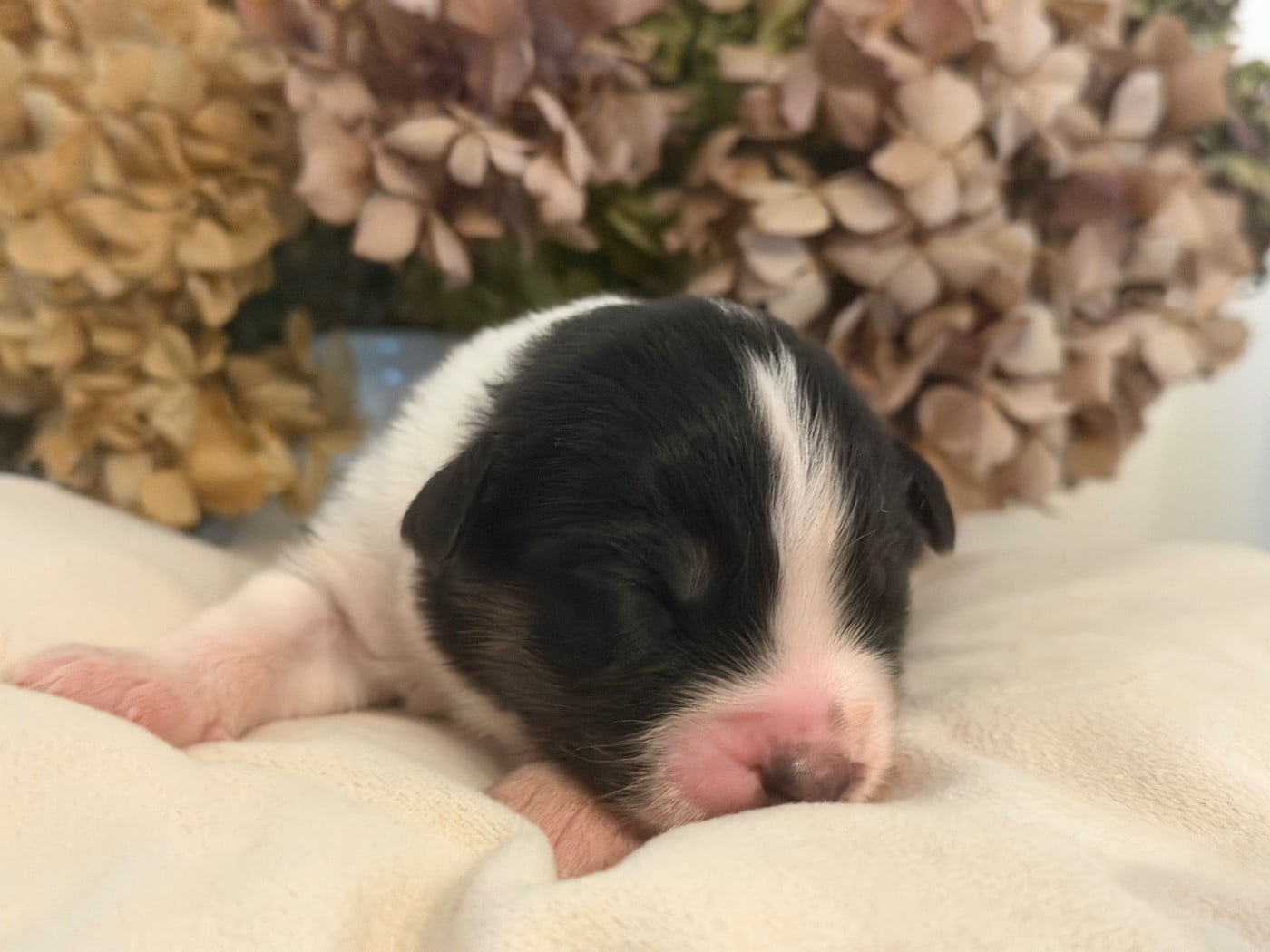 Chiot N°2