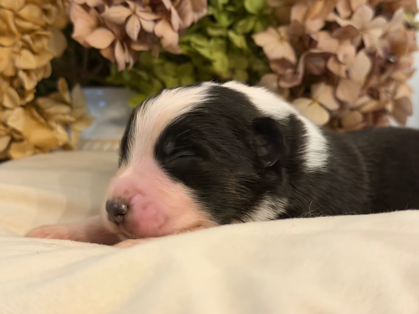 Chiot N°3