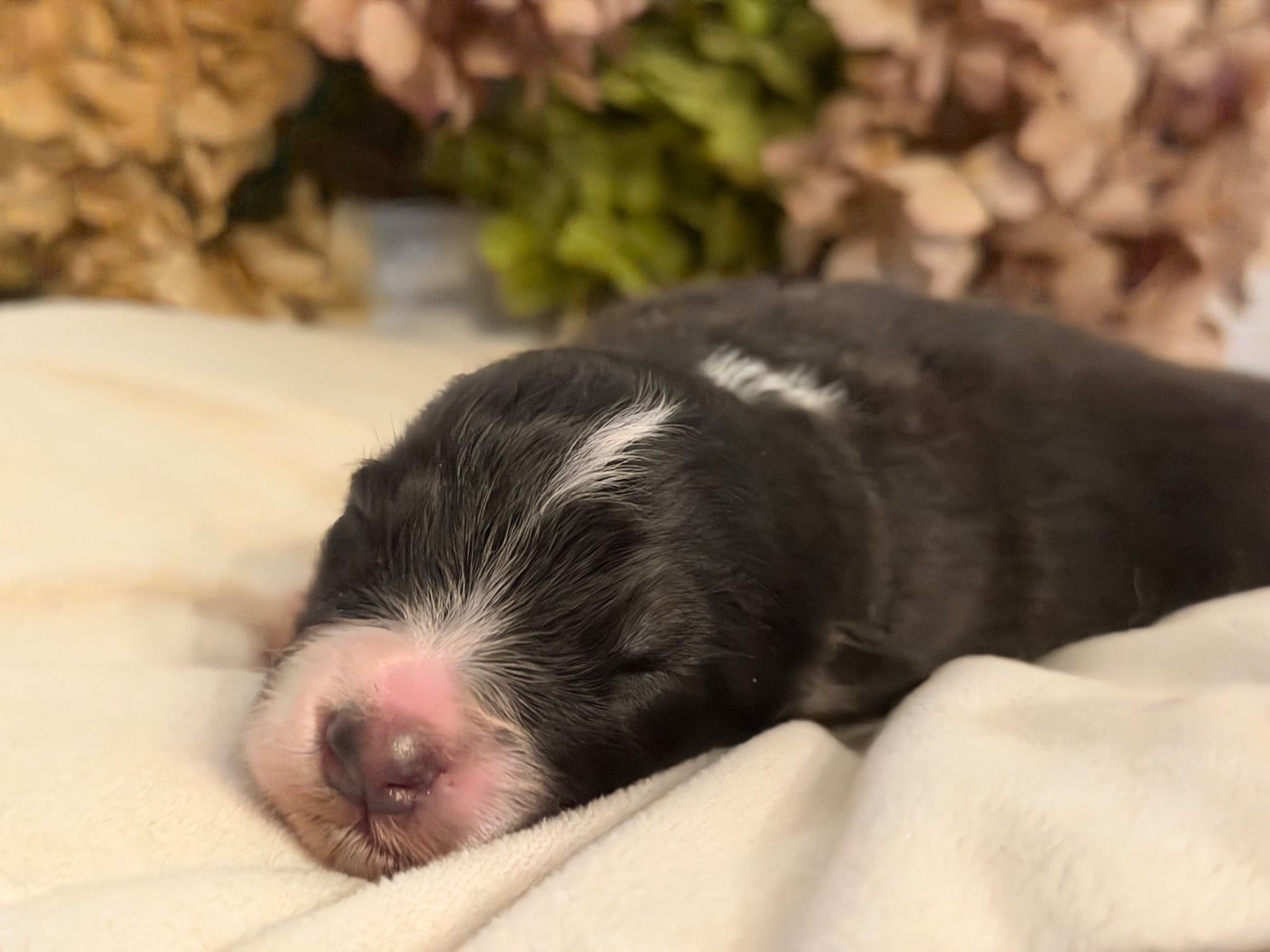 Chiot N°4