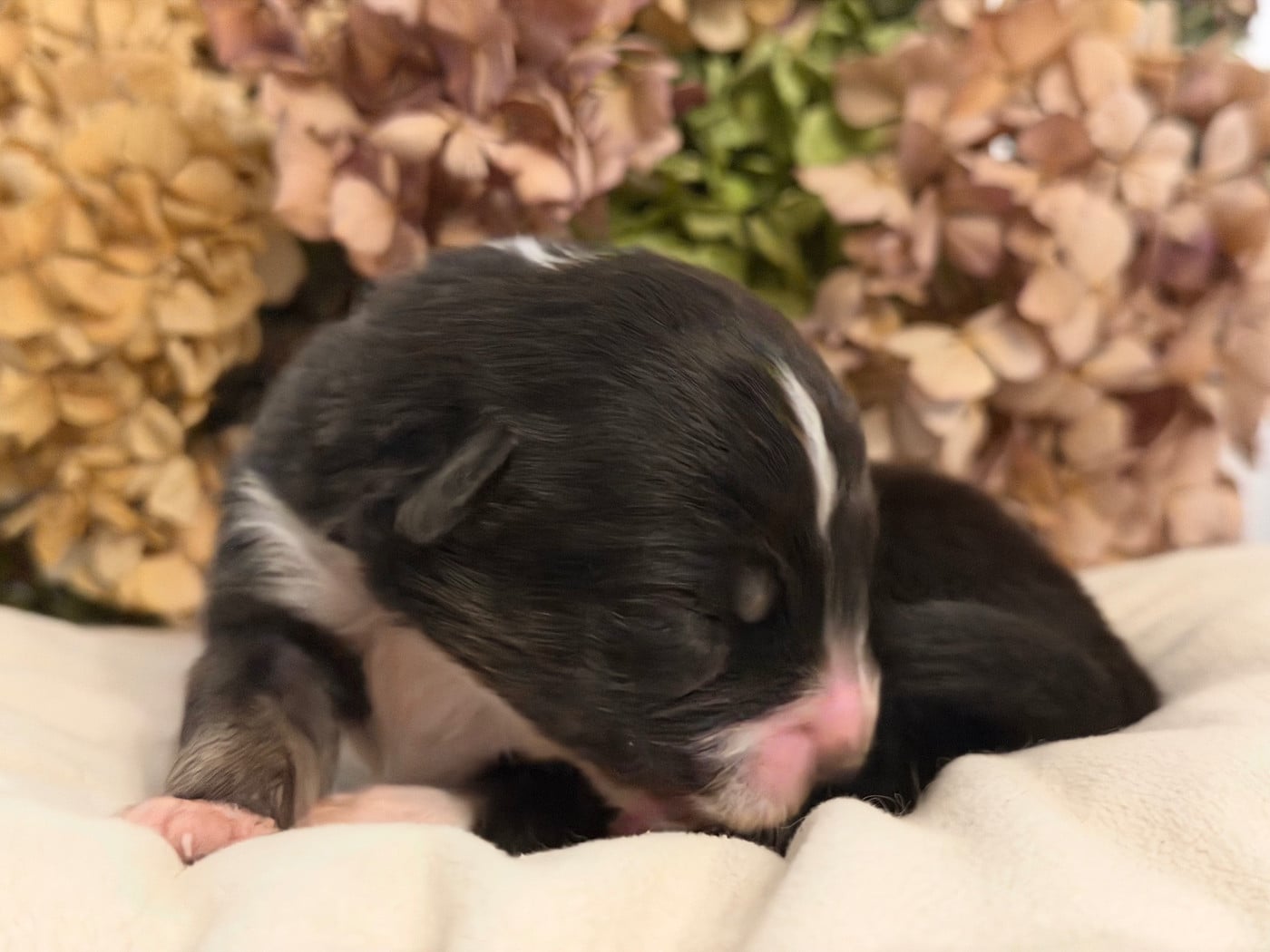 Chiot N°4
