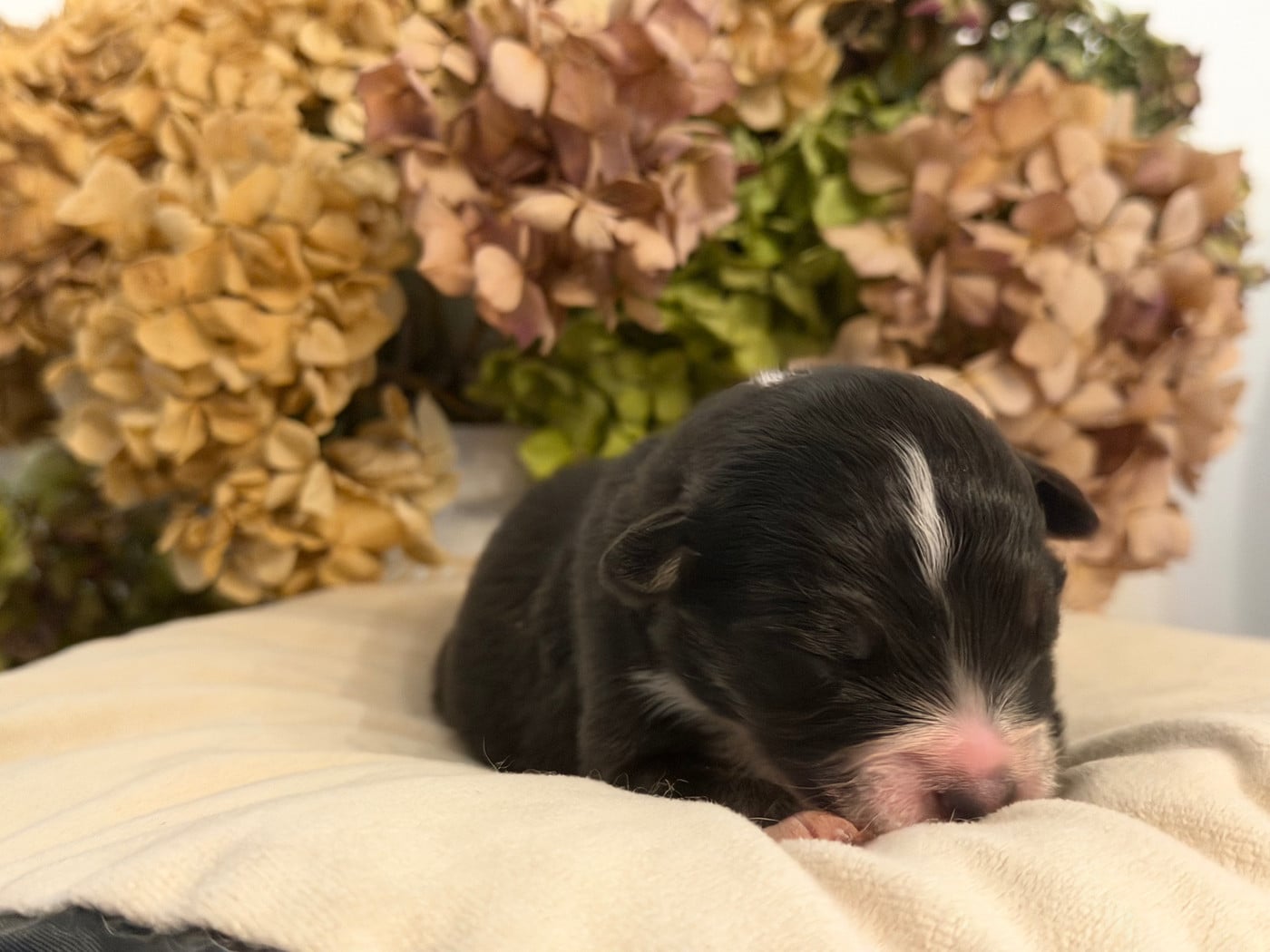 Chiot N°4