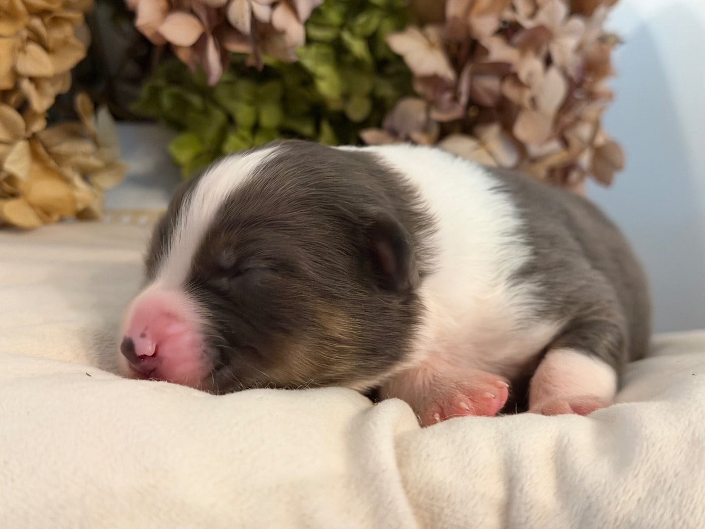 Chiot N°5