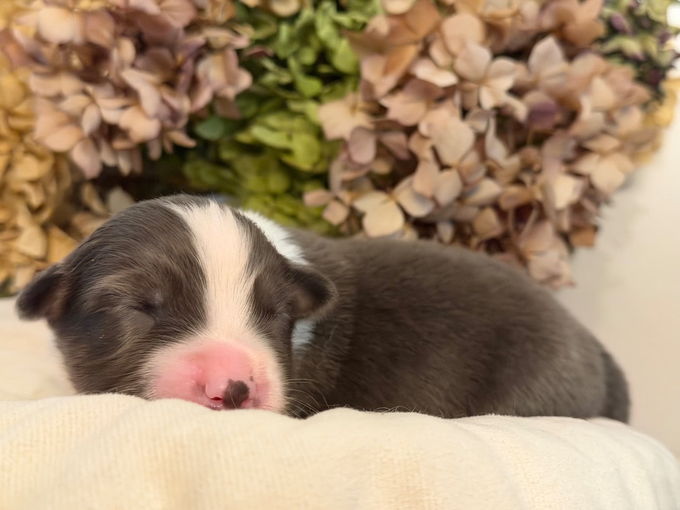 Chiot N°5