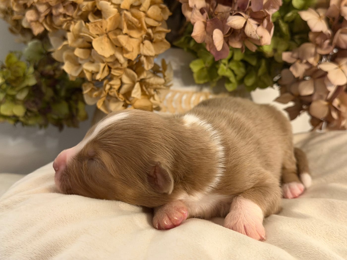 Chiot N°6