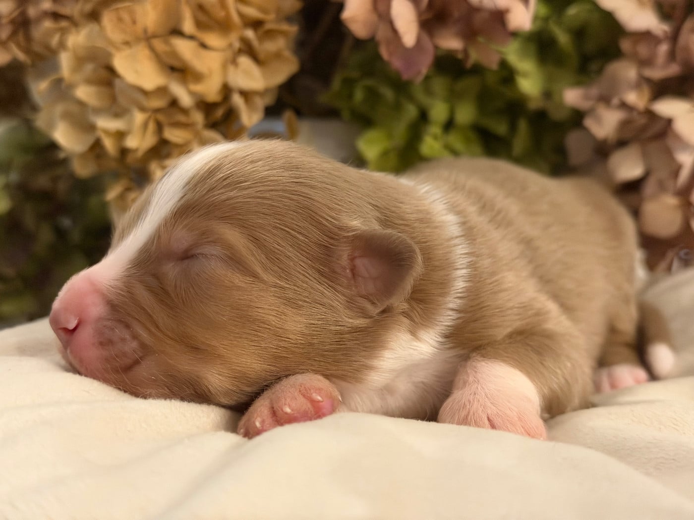 Chiot N°6