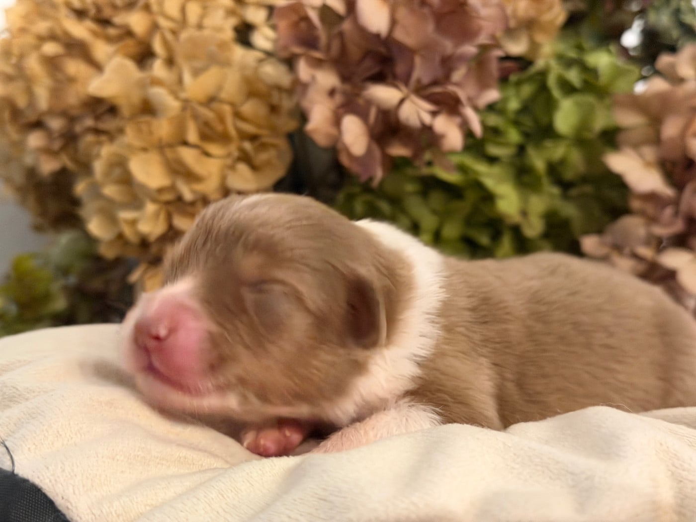 Chiot N°6