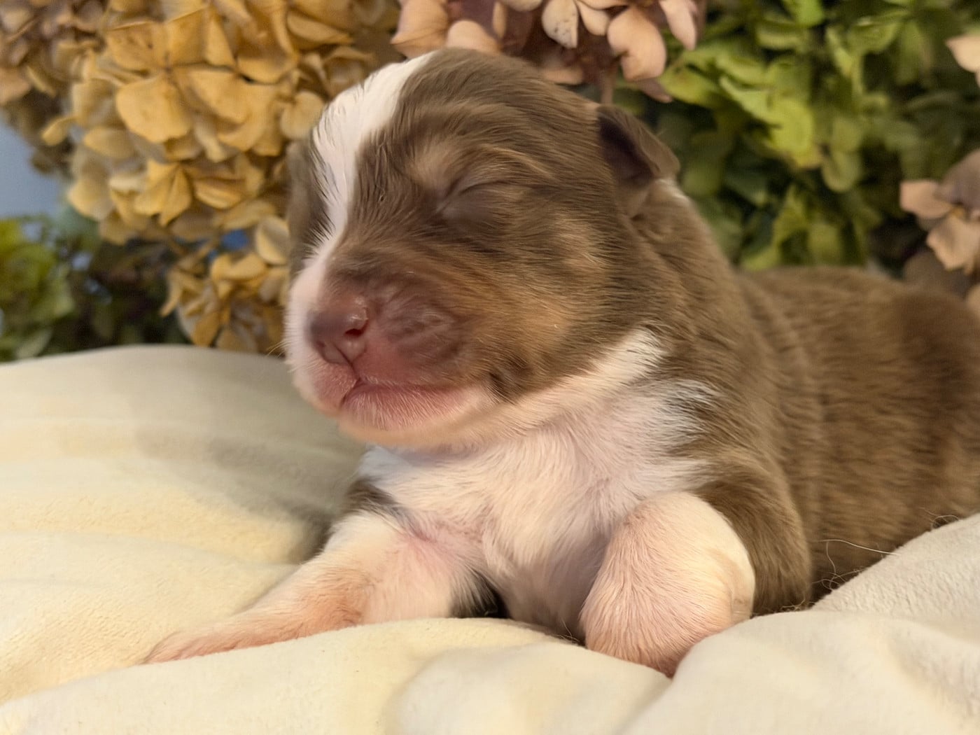 Chiot N°7