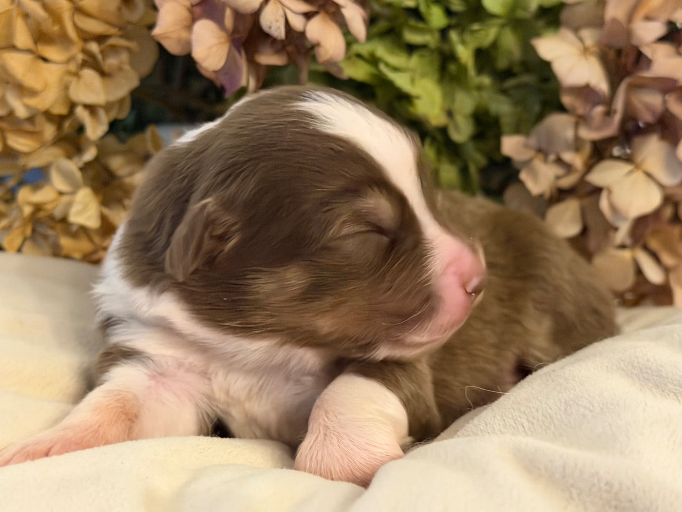 Chiot N°7