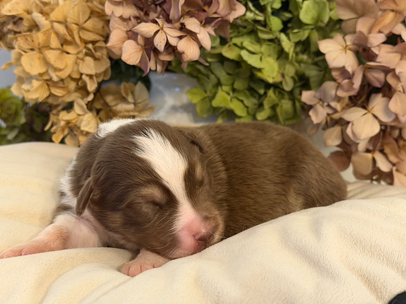 Chiot N°7