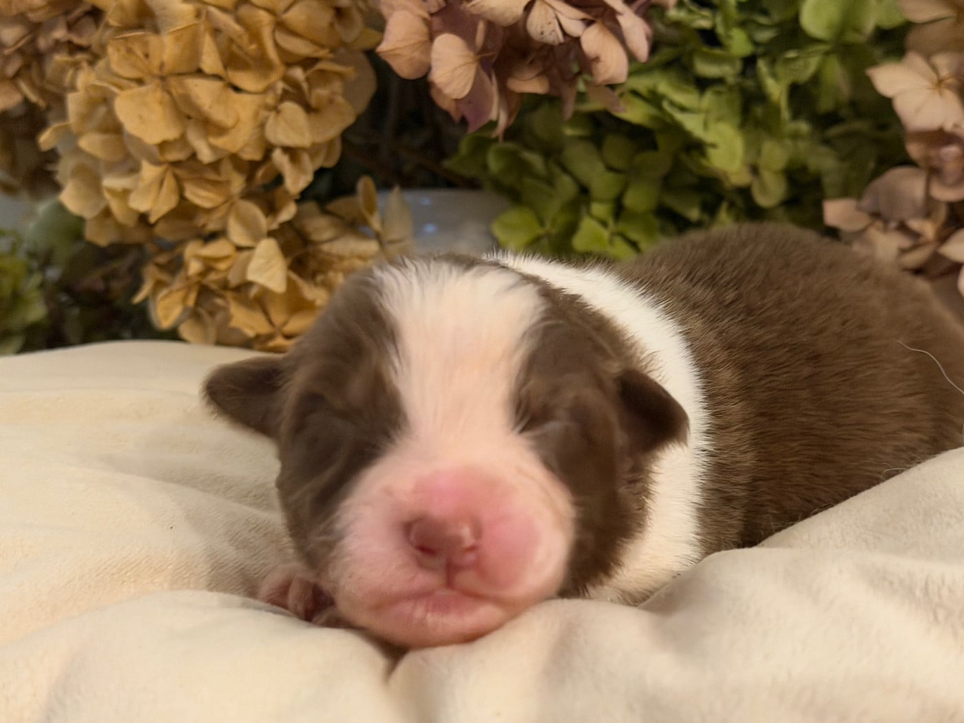 Chiot N°8