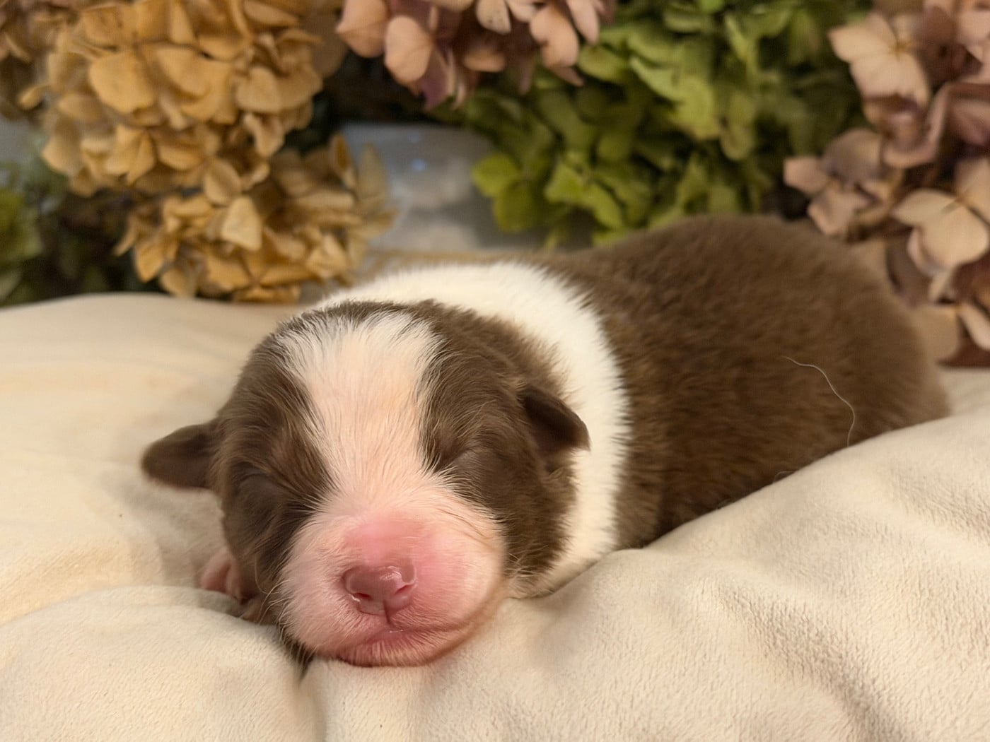 Chiot N°8