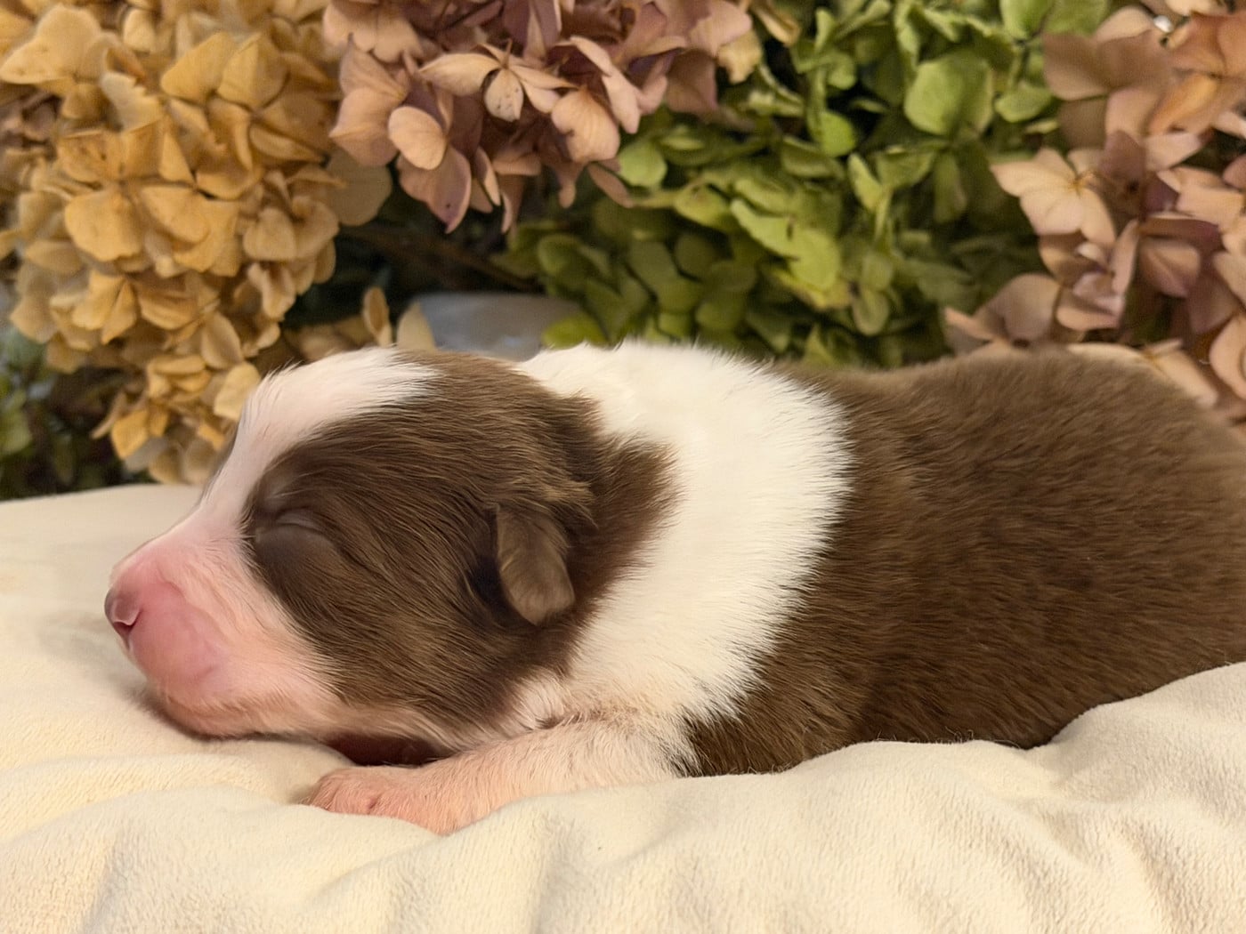 Chiot N°8