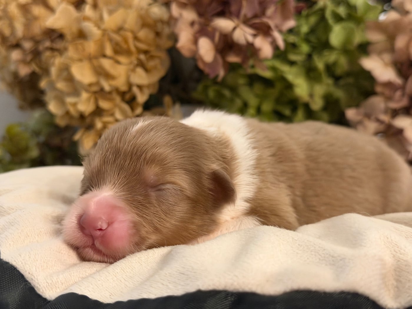 Chiot N°9