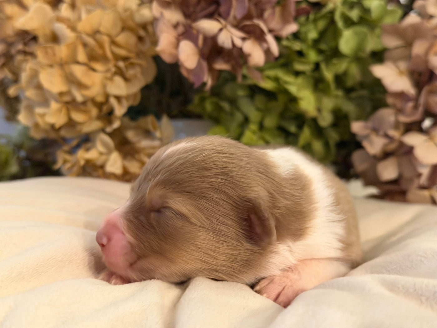 Chiot N°9