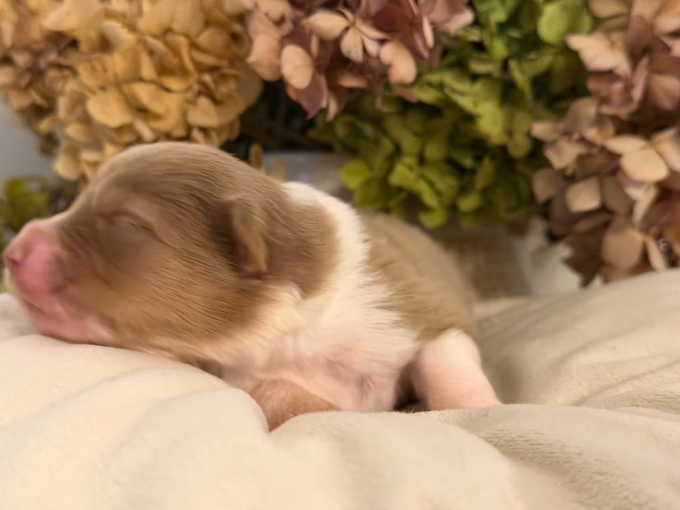 Chiot N°9