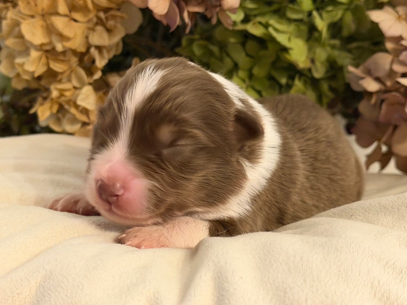 Chiot N°10