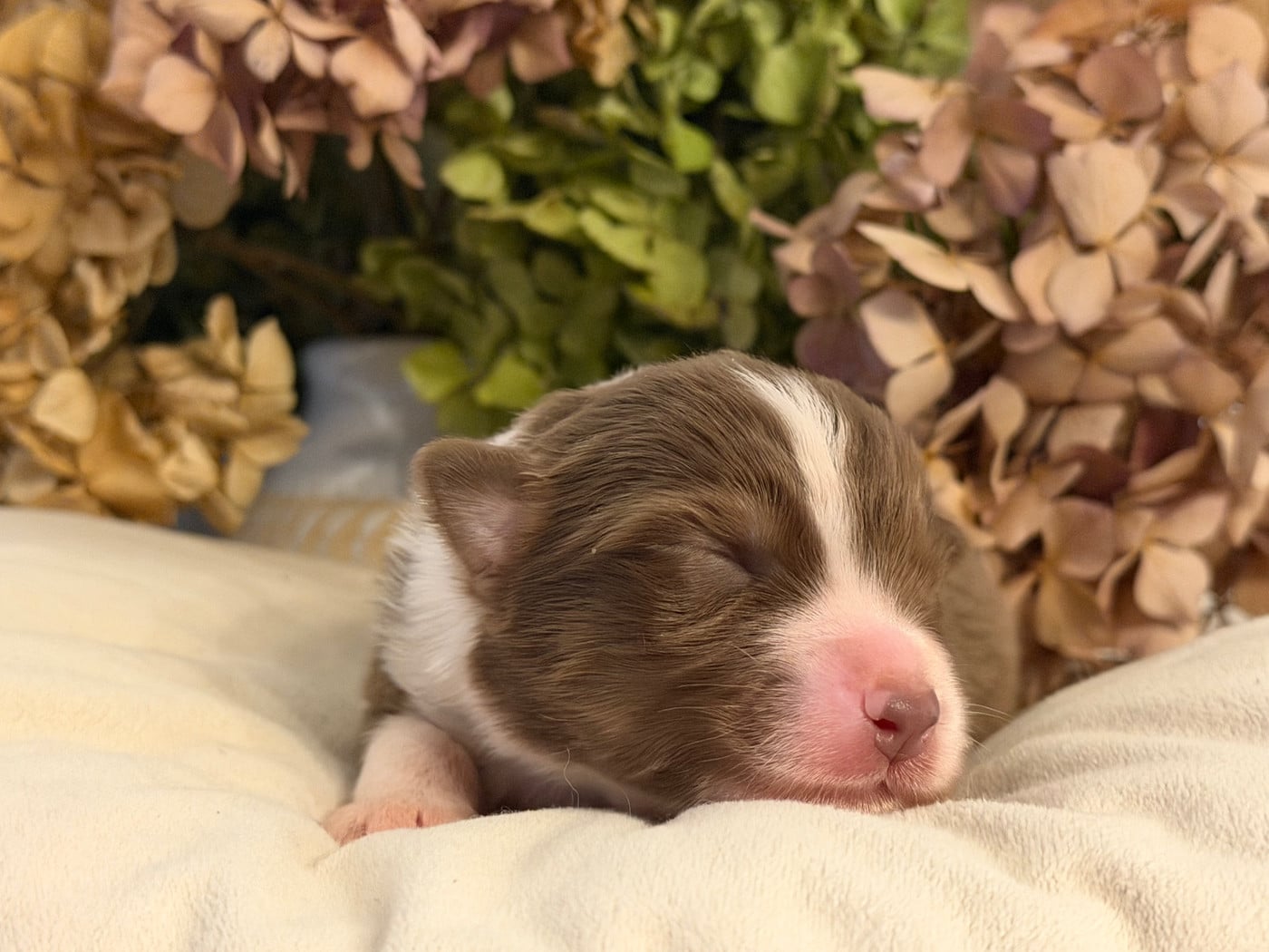 Chiot N°10
