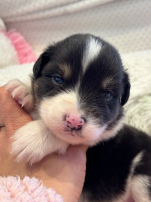Les chiots de Berger Australien