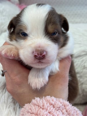 Les chiots de Berger Australien