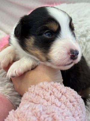 Les chiots de Berger Australien
