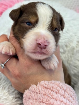 Les chiots de Berger Australien