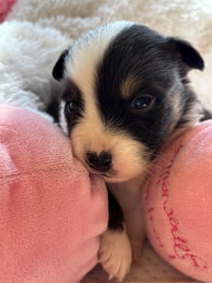 Les chiots de Berger Australien