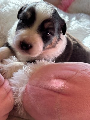 Les chiots de Berger Australien